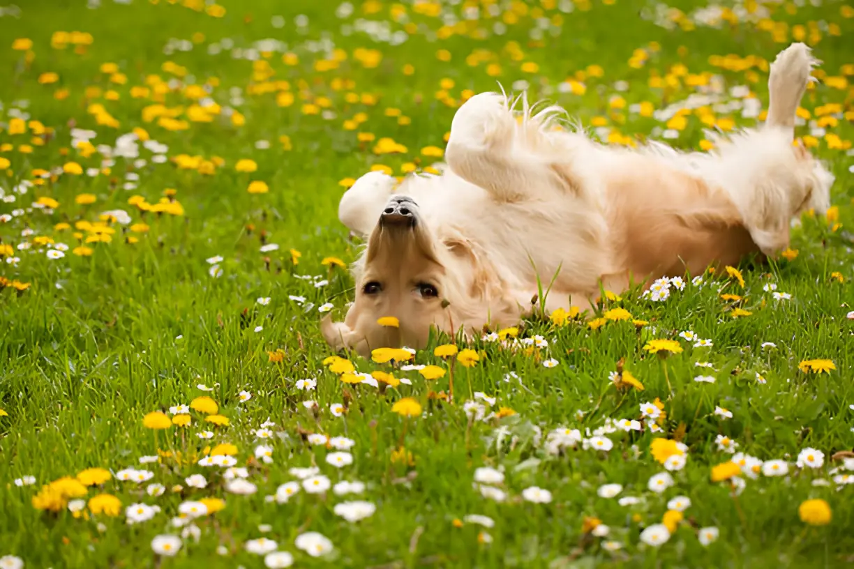 Are Golden Retrievers Goofy