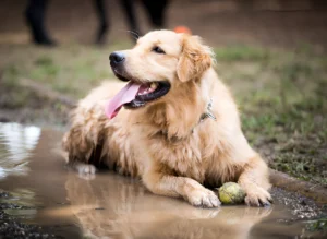 Are Golden Retrievers Hard to Keep Clean