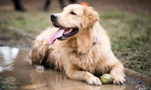 Are Golden Retrievers Hard to Keep Clean? Explained