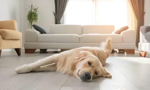 Are Golden Retrievers Lazy or Active? What to Expect