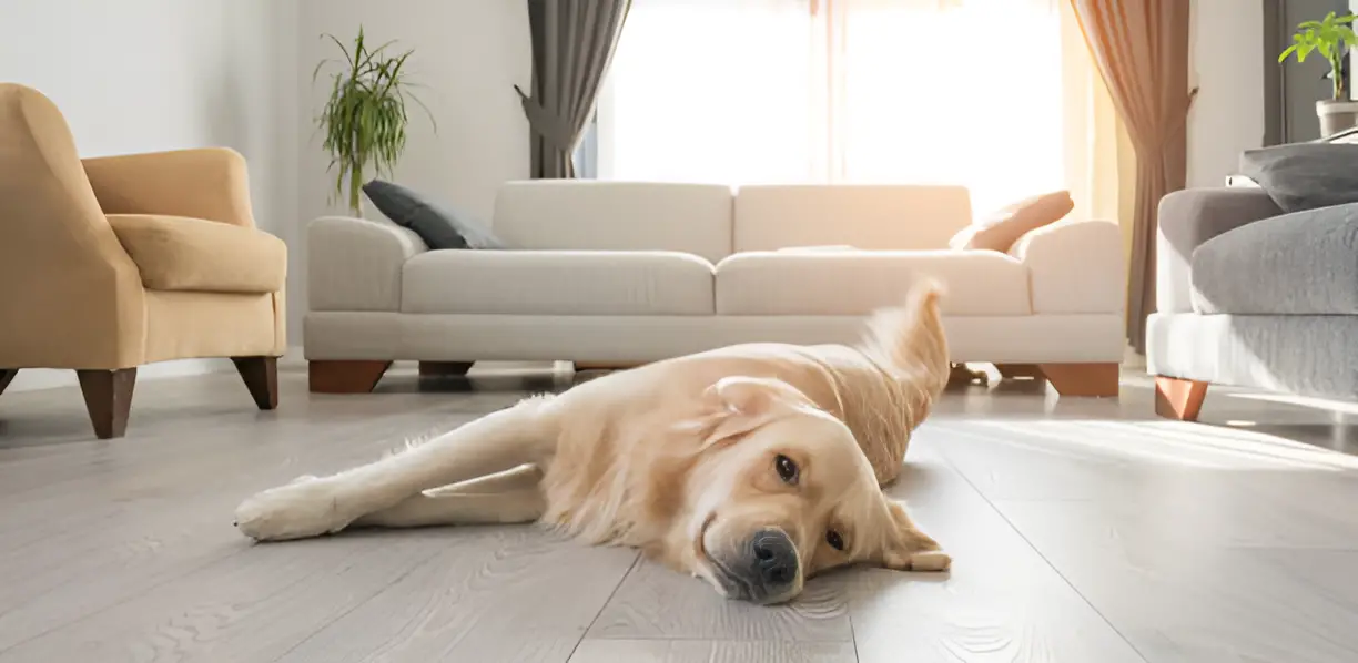 Are Golden Retrievers Lazy or Active