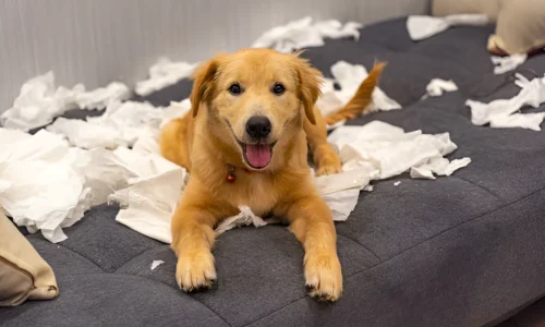 Are Golden Retrievers Messy Dogs? What to Expect