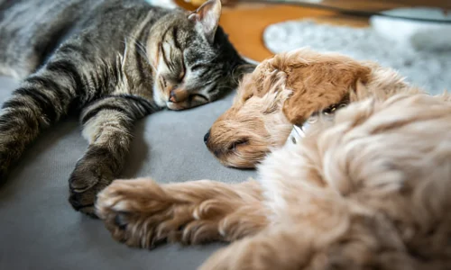 Are Goldendoodles Good with Cats? What to Expect