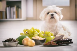 Are Onions Toxic for Dogs to Smell