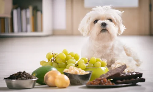 Are Onions Toxic for Dogs to Smell? Your Answer