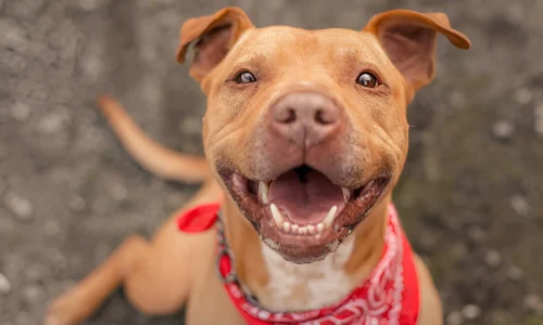 Are Pitbulls a Friendly Breed? What to Expect