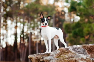 Are Rat Terriers Snuggly