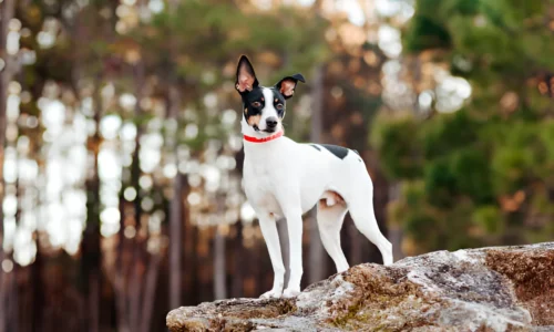 Are Rat Terriers Snuggly? What to Expect Exactly