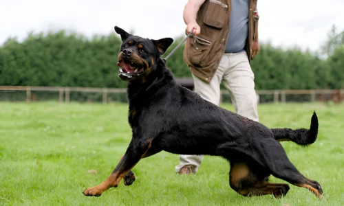 Are Rottweilers Used as Guard Dogs? What to Expect