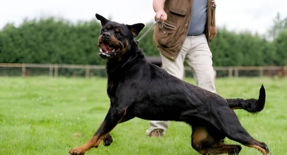 Are Rottweilers Used as Guard Dogs? What to Expect