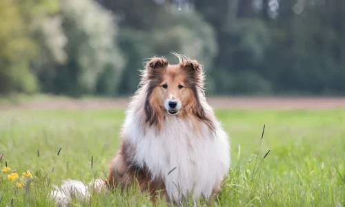 Are Rough Collies still popular? Yes (Here’s why)