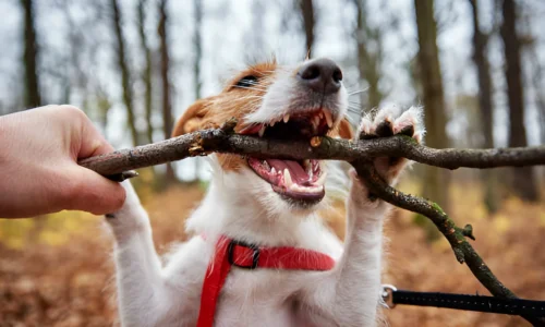 Are There Any Woods That Are Toxic to Dogs? Yes