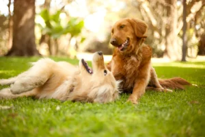 Are Two Goldens Better Than One