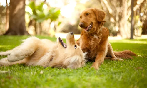 Are Two Goldens Better Than One? Explained