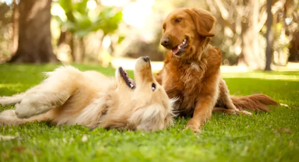 Are Two Goldens Better Than One? Explained