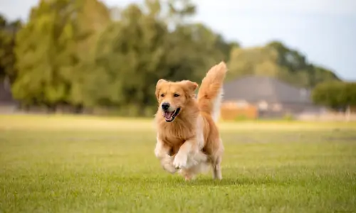 At What Age Do Golden Retrievers Calm Down?