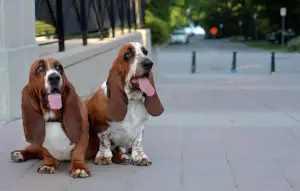 Bloodhound and Redbone Coonhound Difference