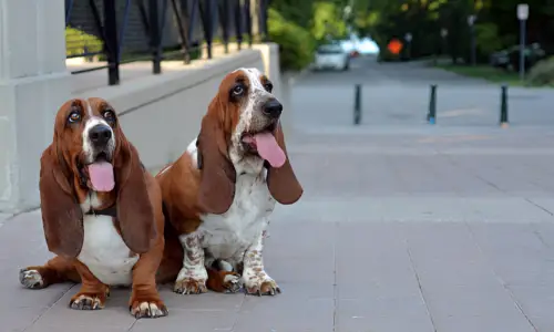 Bloodhound and Redbone Coonhound Difference