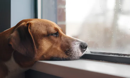 Can Dogs Die from Depression? Crucial Guideline