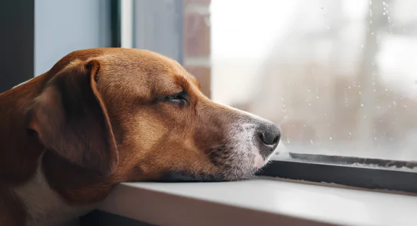 Can Dogs Die from Depression? Crucial Guideline