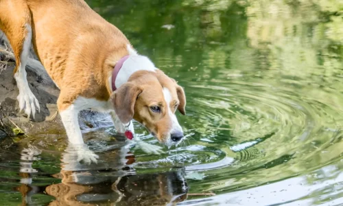 Can Dogs Drink Blue Pond Water? No Crucial Guideline