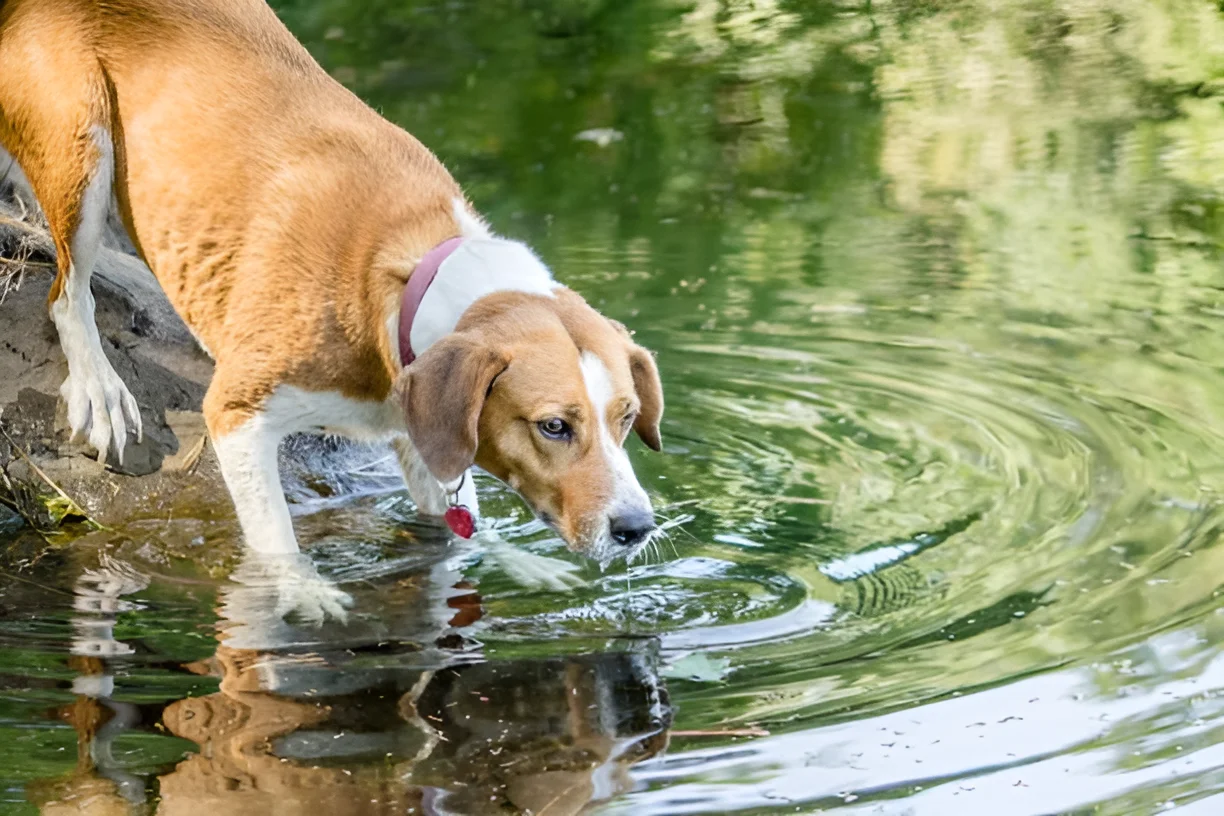 Can Dogs Drink Blue Pond Water