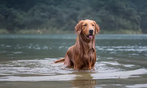 Can Dogs Drink Moving River Water? Crucial Guide