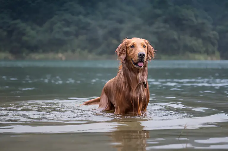 Can Dogs Drink Moving River Water