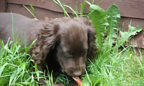 Can Dogs Eat Green Beans? What to Expect