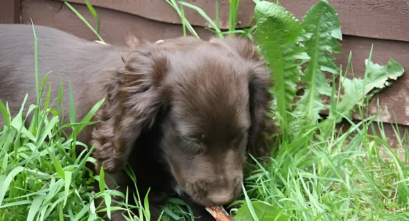 Can Dogs Eat Green Beans? What to Expect