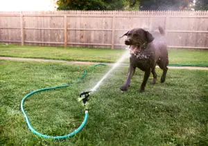 Can Dogs Get Sick from Hose Water