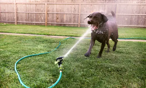 Can Dogs Get Sick from Hose Water? Crucial Guide