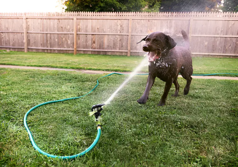 Can Dogs Get Sick from Hose Water