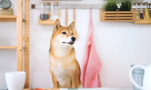 Can Dogs Have Soy Sauce? No (Crucial Reasons)