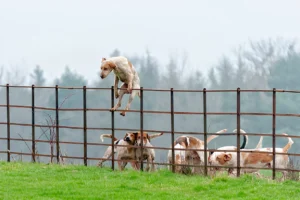 Can Dogs Hurt Each Other Through a Fence