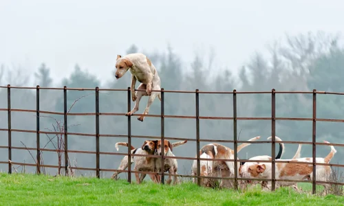 Can Dogs Hurt Each Other Through a Fence? Crucial Fact