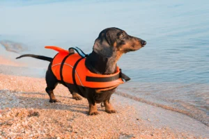 Can Dogs Swim with a Life Jacket Yes + Facts