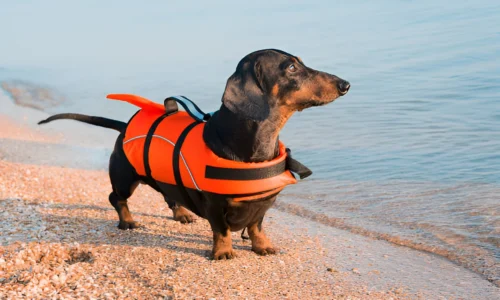 Can Dogs Swim with a Life Jacket? Yes + Facts