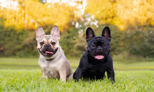 Can French Bulldogs Be Outside Pets? Facts to Know