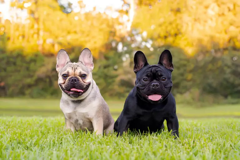 Can French Bulldogs Be Outside Pets