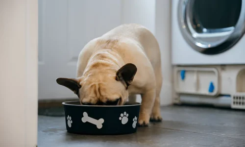 Can French Bulldogs Eat Potatoes? Yes + Facts to Know