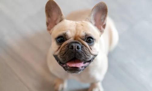 Can French Bulldogs Hurt You? Crucial Guideline