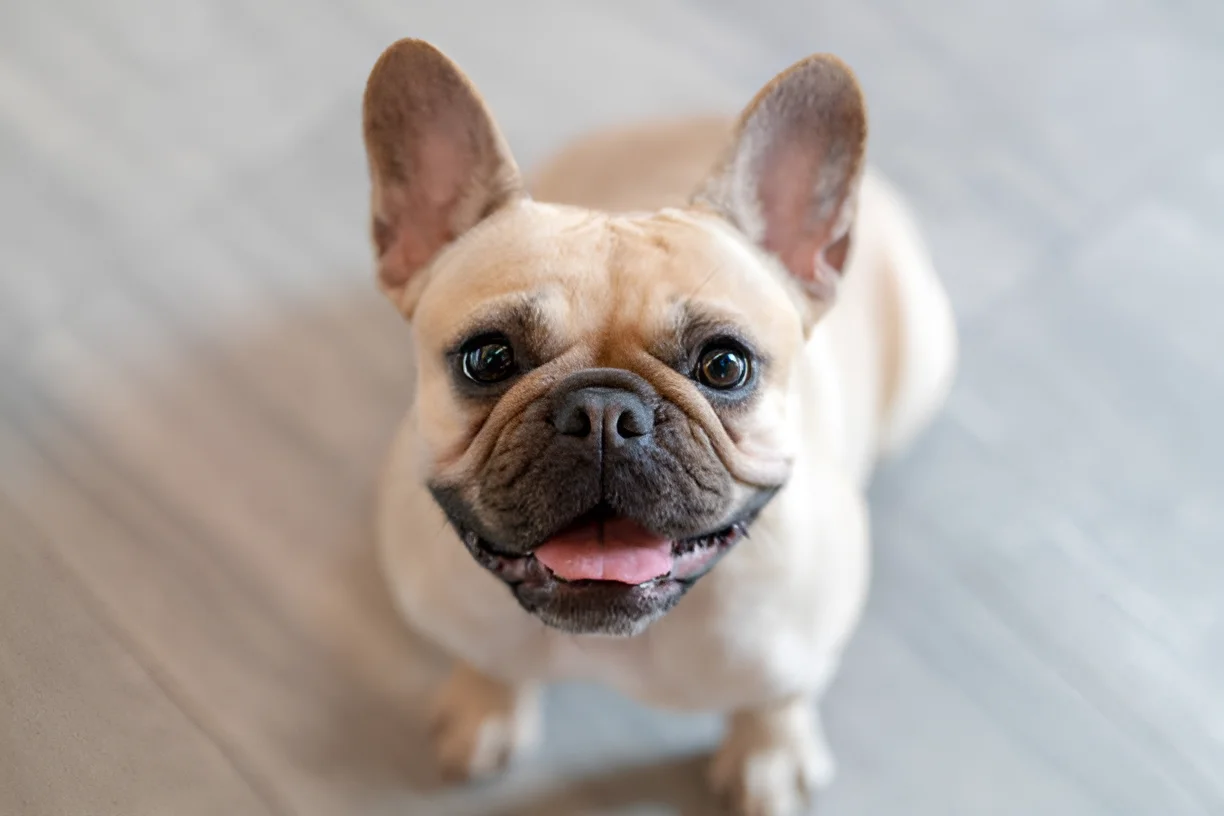 Can French Bulldogs Hurt You Crucial Guideline