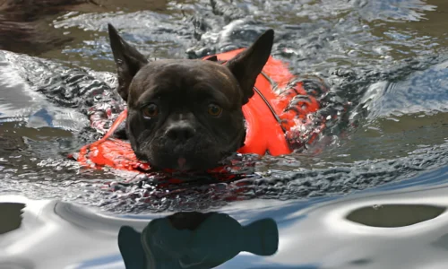 Can French Bulldogs Swim with a Life Jacket? (Yes)