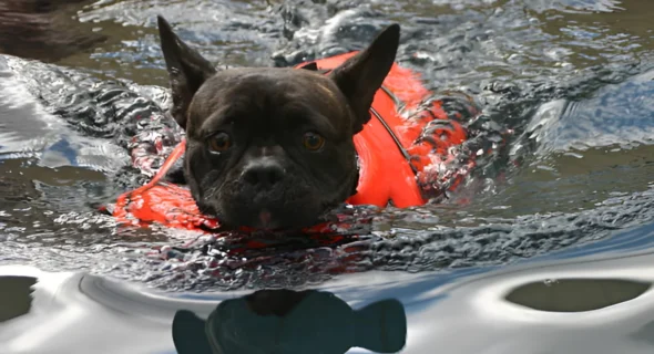 Can French Bulldogs Swim with a Life Jacket? (Yes)