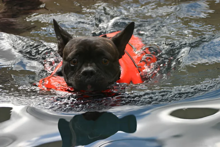 Can French Bulldogs Swim with a Life Jacket