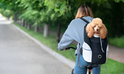 Can I Carry My Dog in a Backpack in National Parks?