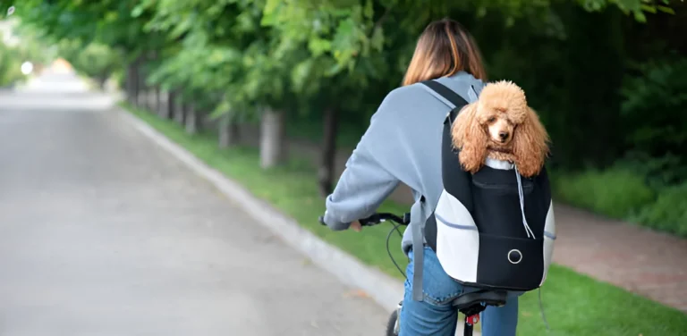 Can I Carry My Dog in a Backpack in National Parks