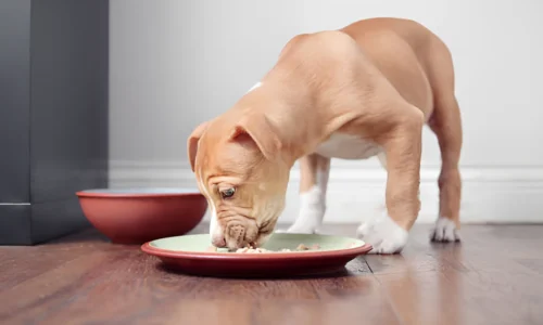 Can I Feed My Dog Two Types of Kibble? You Answer