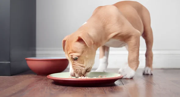 Can I Feed My Dog Two Types of Kibble? You Answer